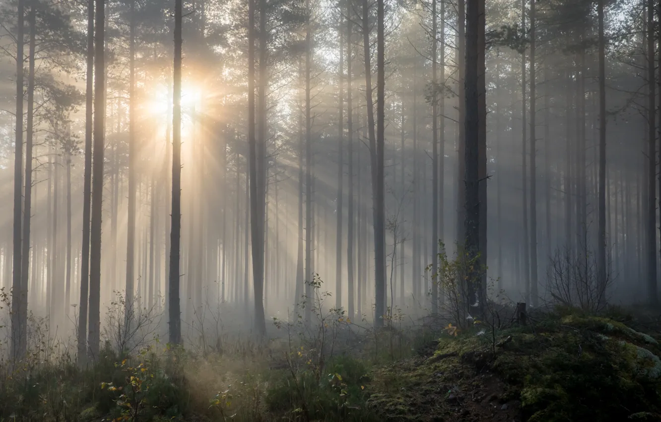 Photo wallpaper forest, trees, sunlight