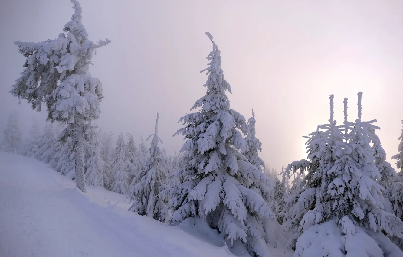 Photo wallpaper winter, forest, snow