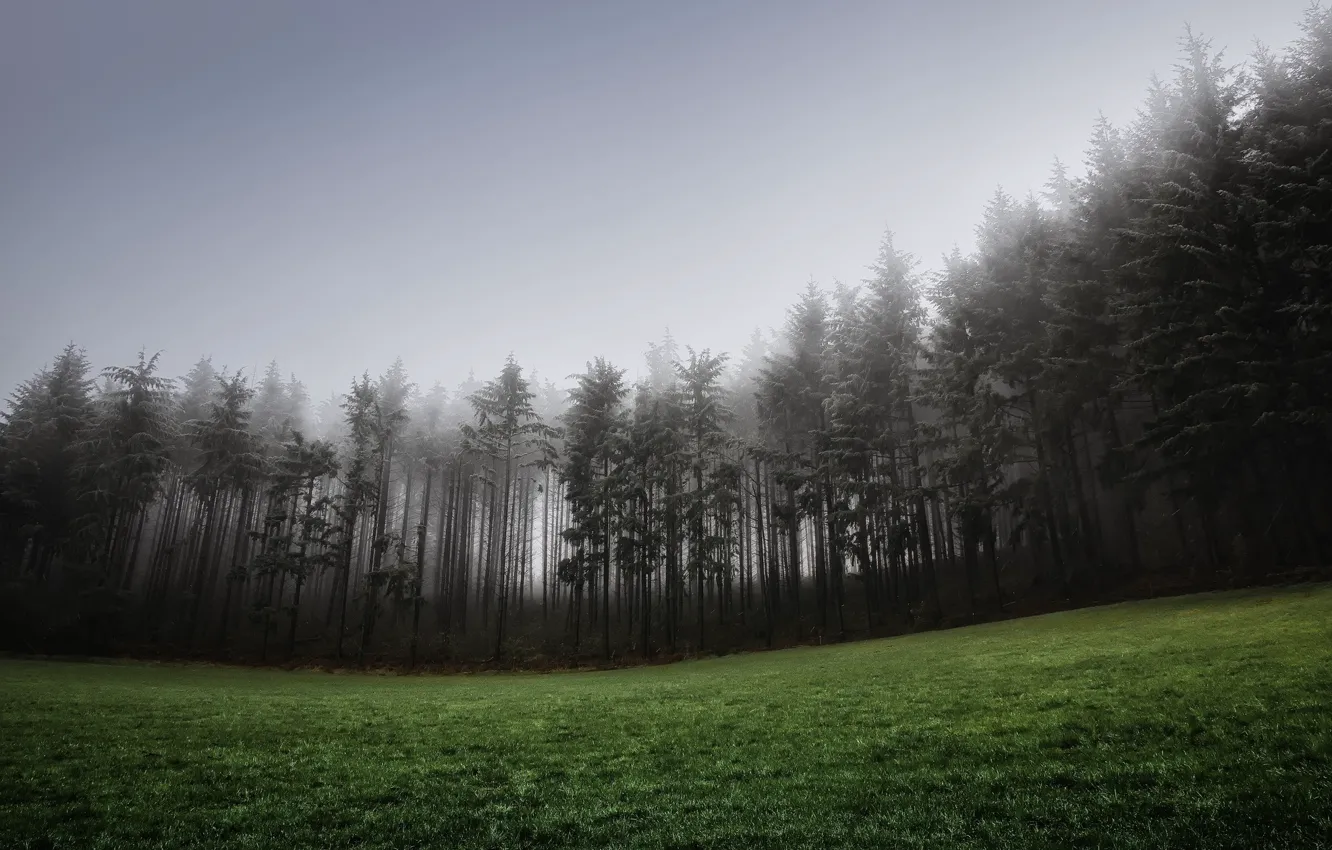 Photo wallpaper forest, grass, fog, lawn, hills, spruce, coniferous