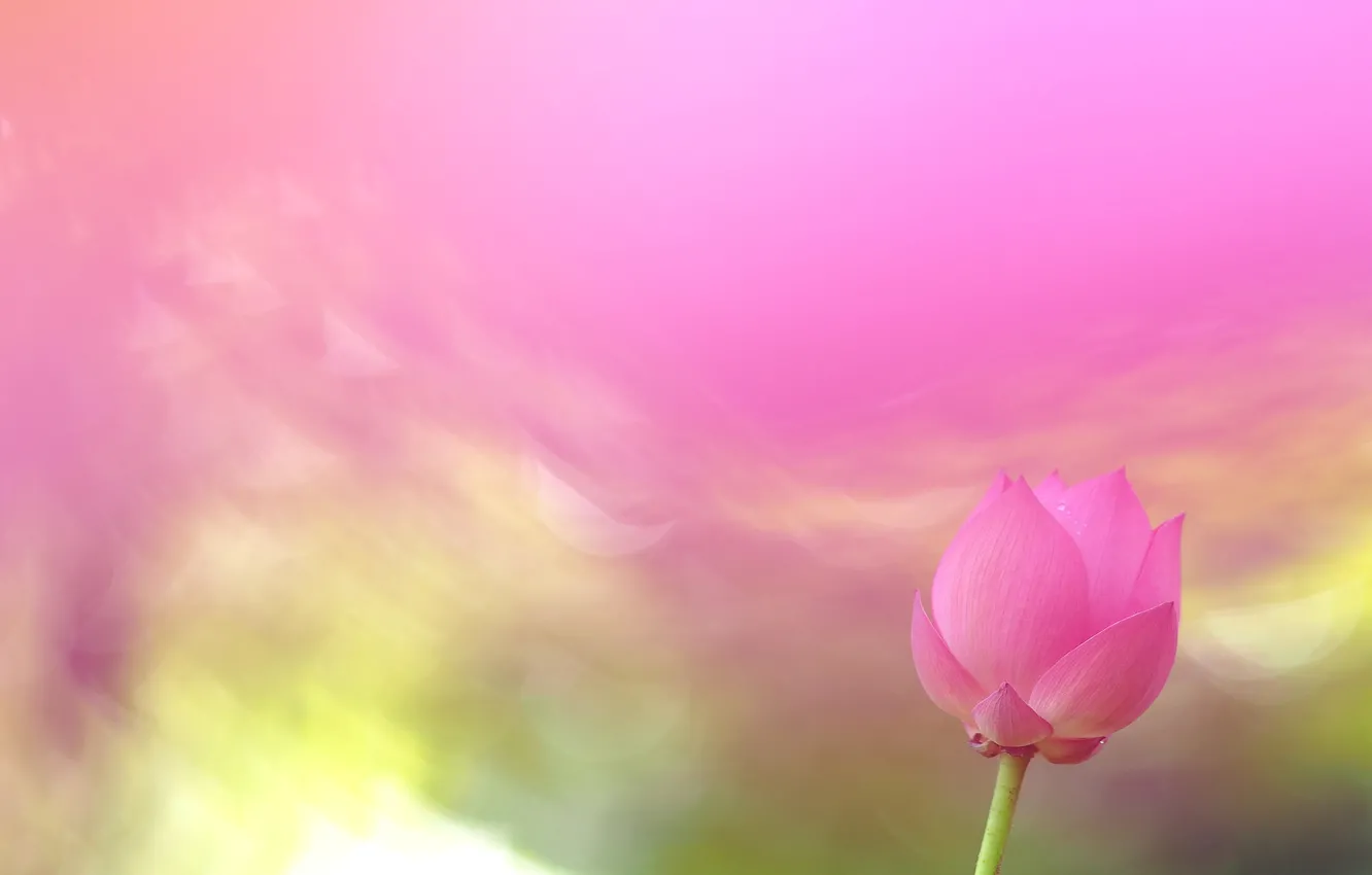 Photo wallpaper nature, background, petals, Lotus