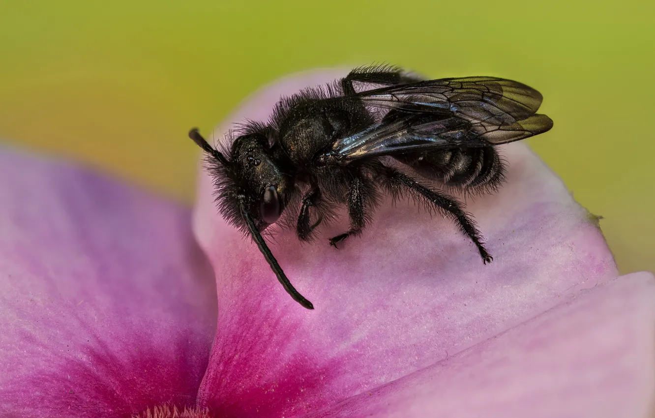 Photo wallpaper macro, bee, insect