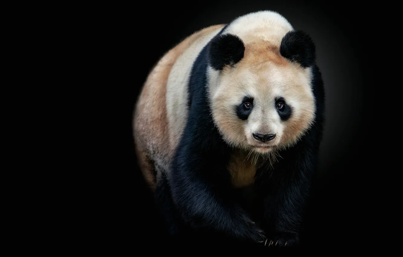Photo wallpaper look, face, pose, bear, Panda, black background