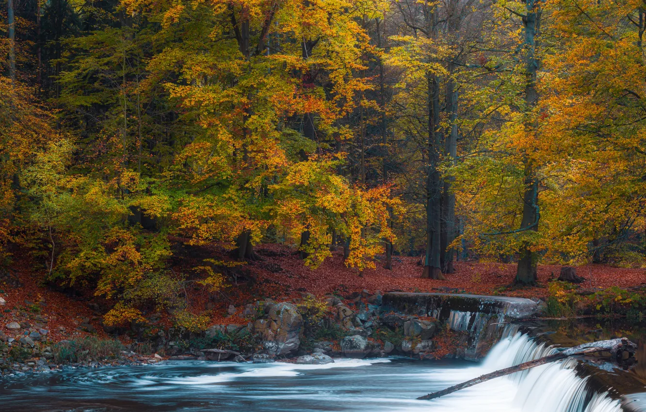 Photo wallpaper autumn, forest, trees, river, waterfall, Germany, Germany, Saxony