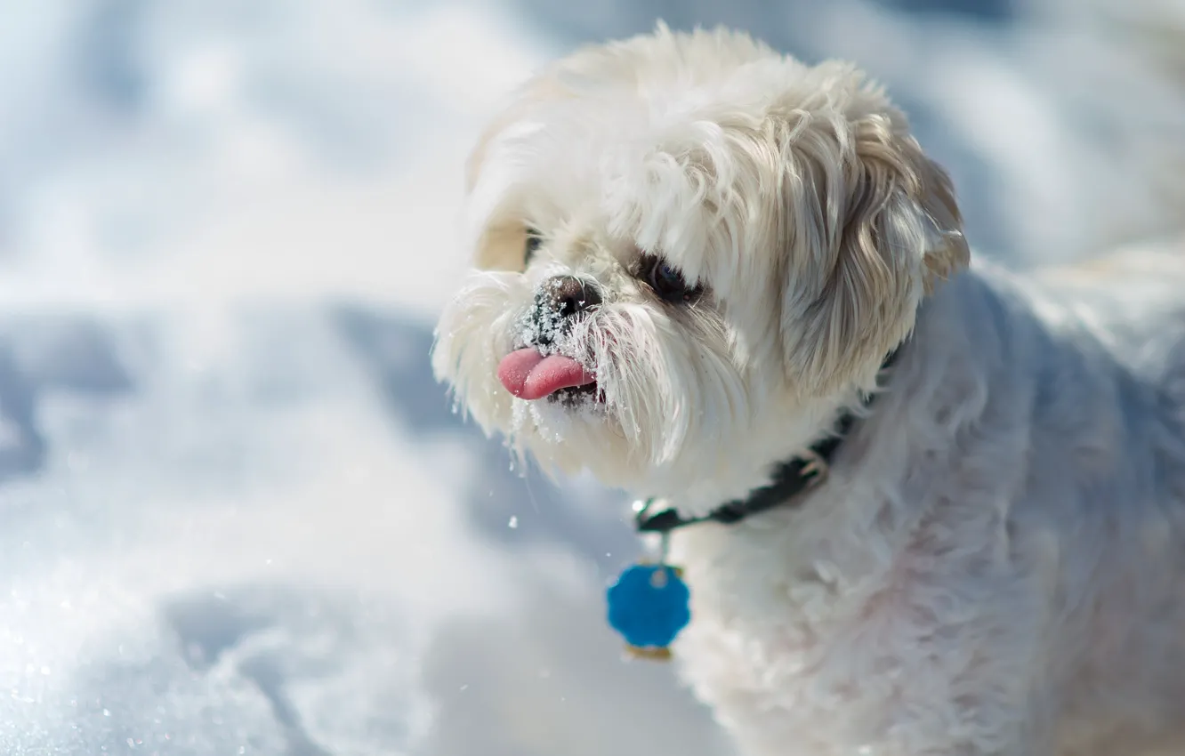 Photo wallpaper language, snow, dog, Shih Tzu