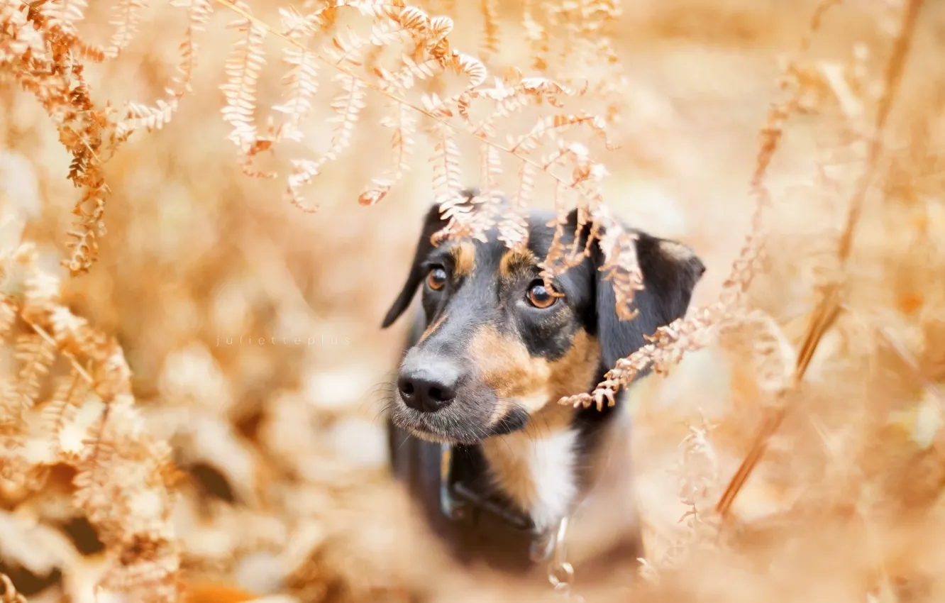 Photo wallpaper autumn, each, dog