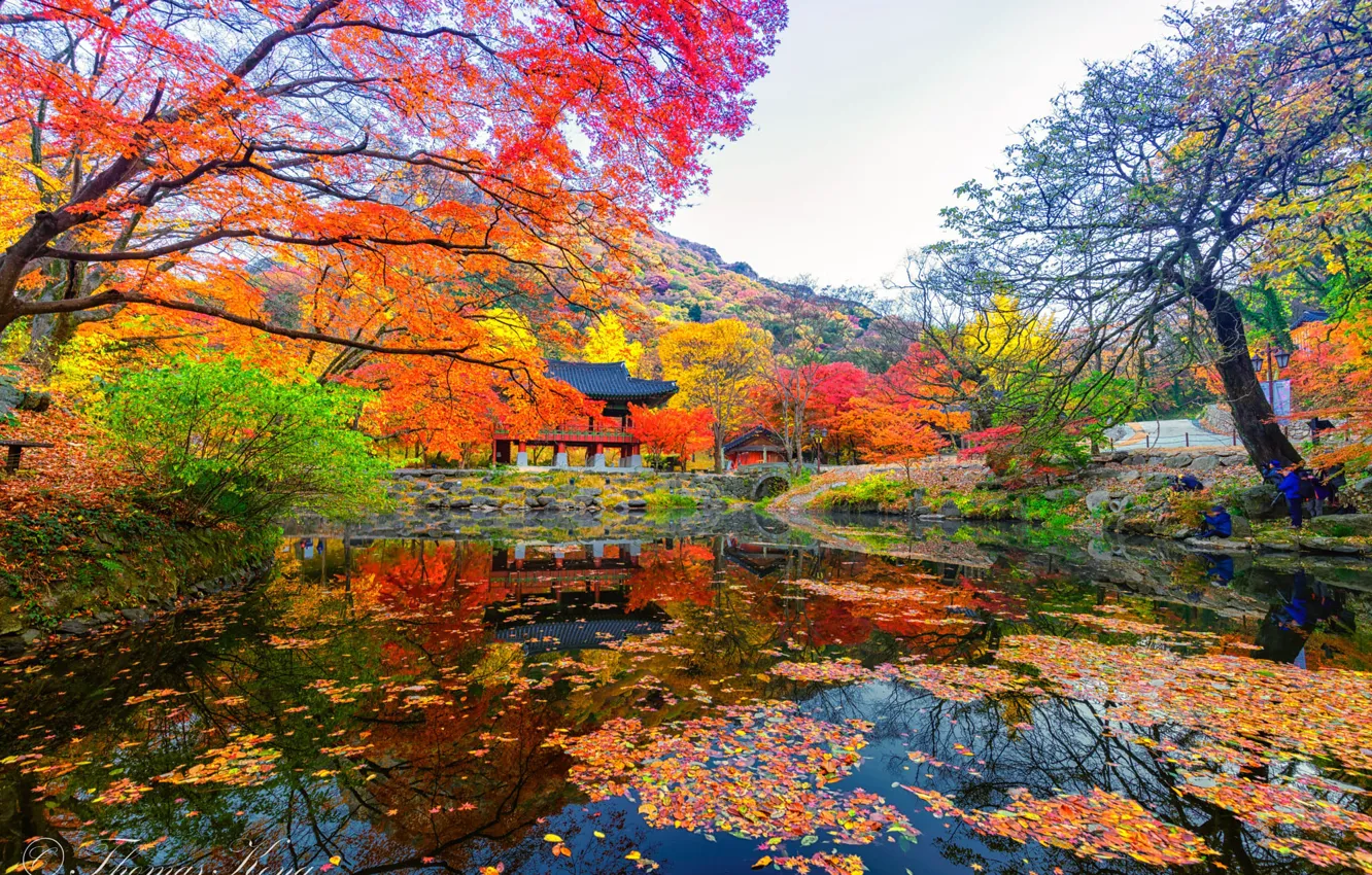 Photo wallpaper pond, gazebo, South Korea, the colors of autumn, South Korea, Naejangasan
