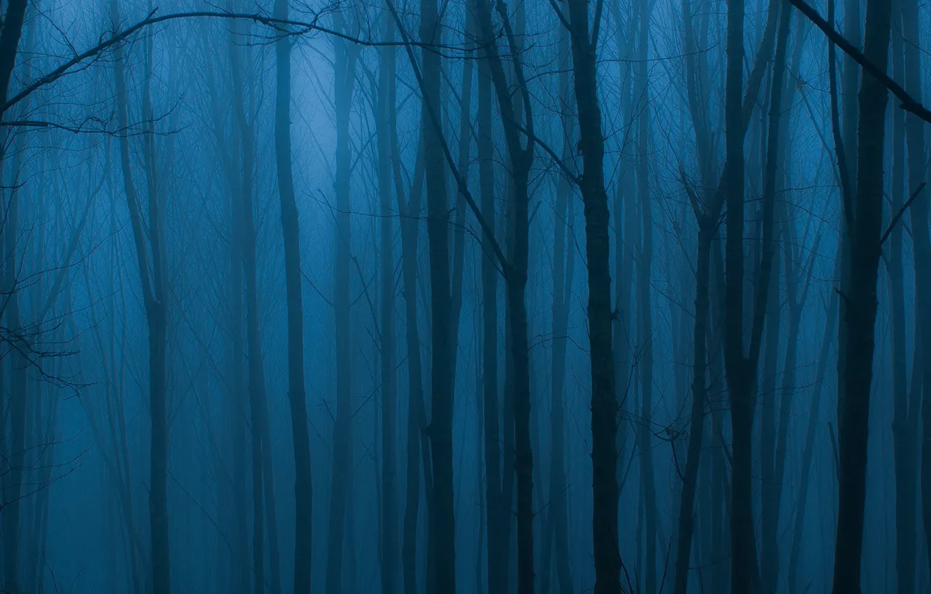 Photo wallpaper dark, trees, blue