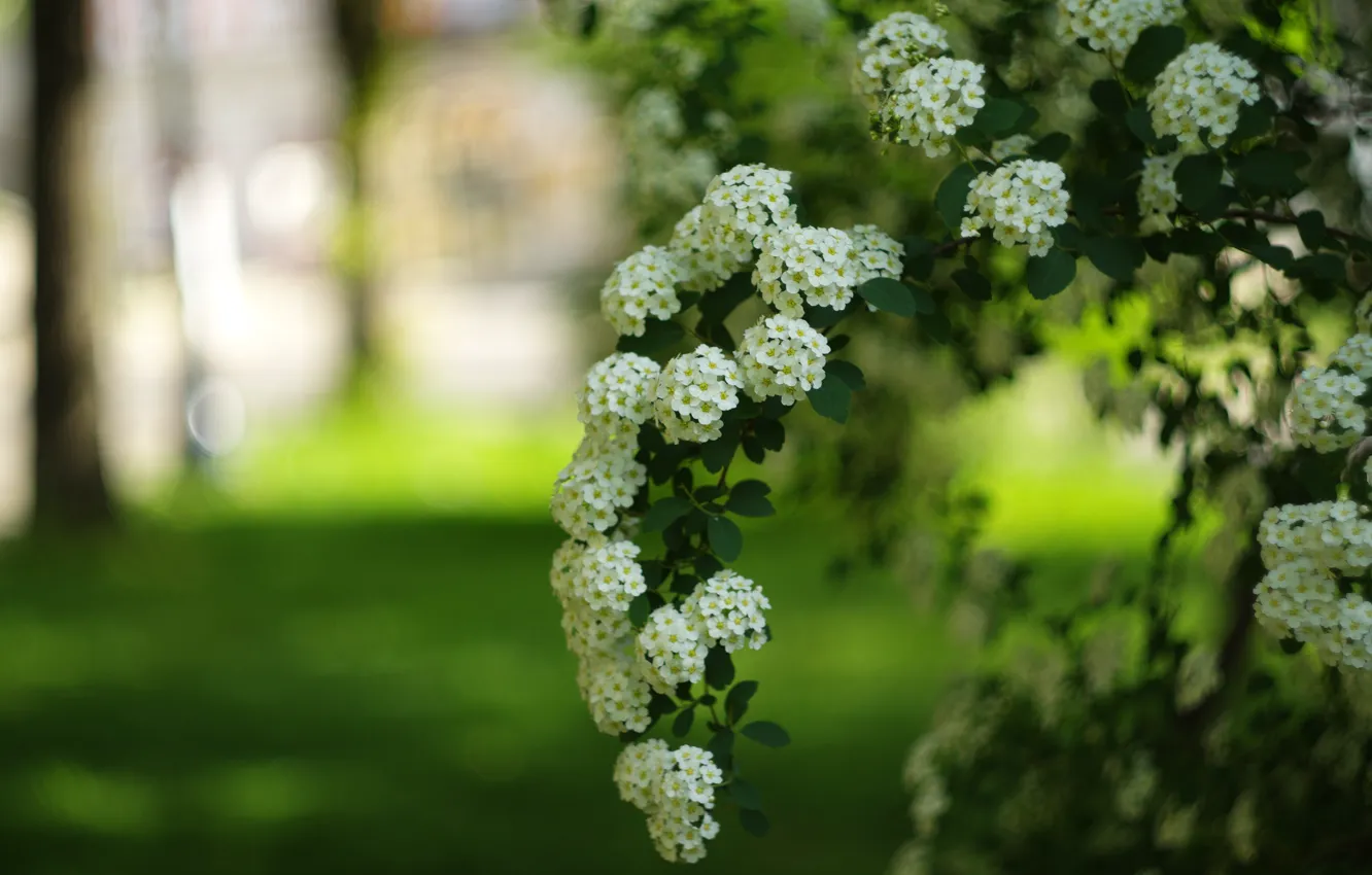 Photo wallpaper greens, flowers, branches, spring, garden, white, flowering, lawn