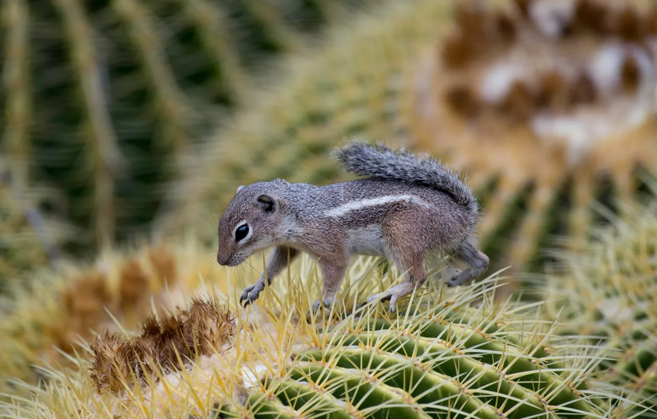 Photo wallpaper macro, needles, cactus, rodent, Deer-gopher Harris