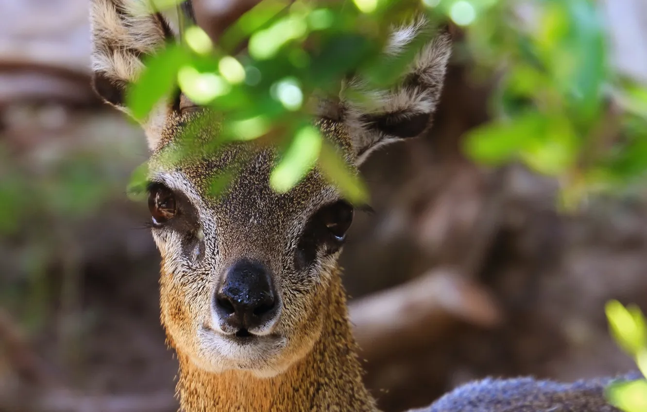 Photo wallpaper eyes, look, foliage, antelope