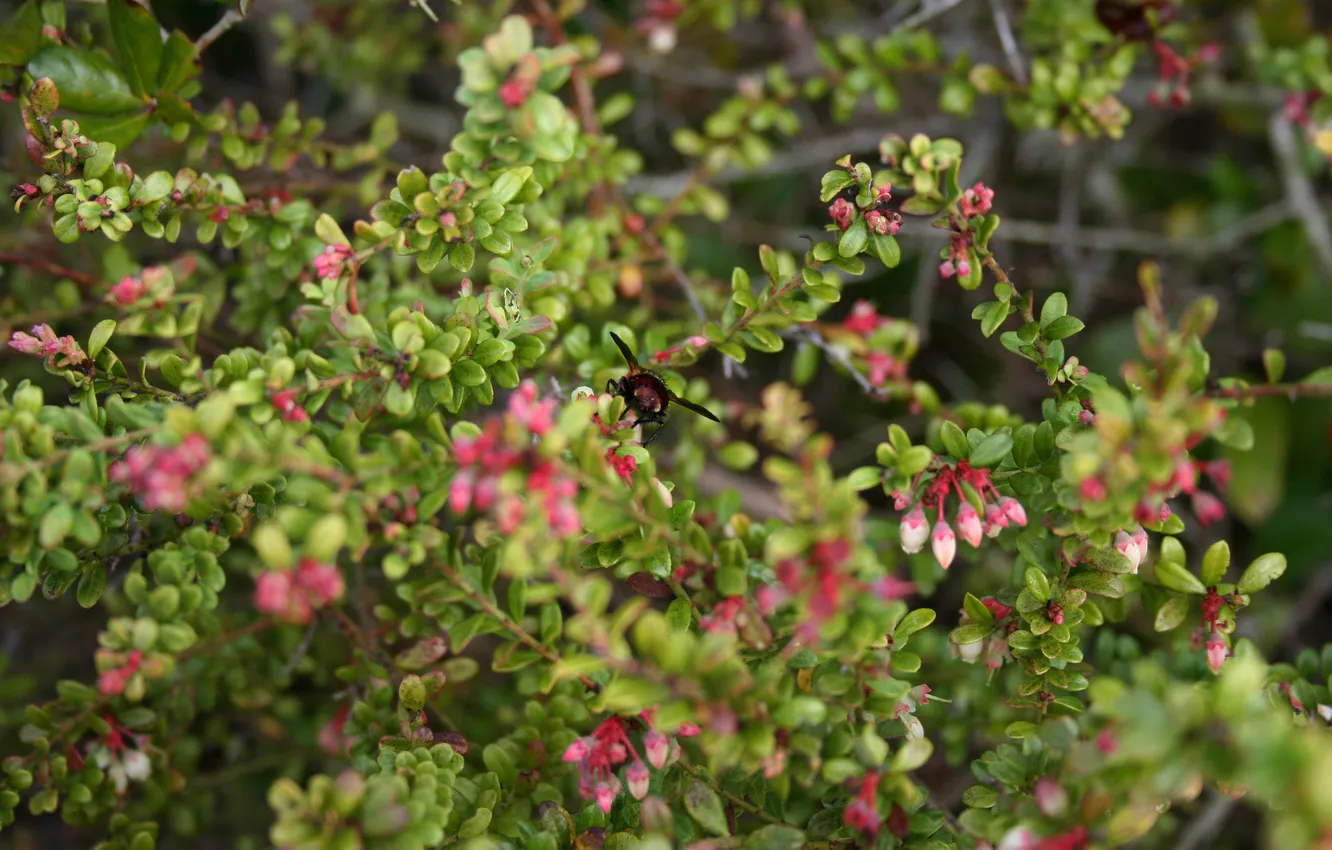 Photo wallpaper macro, flowers, bee, photographer, photography, photographer, Brian Storey