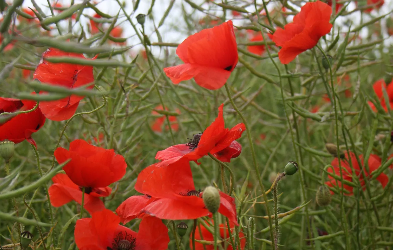 Photo wallpaper grass, flowers, red, nature, Maki