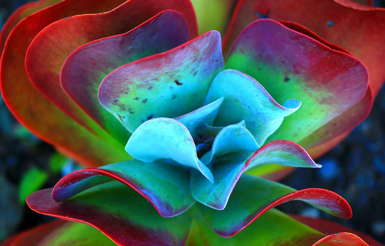 Photo wallpaper leaves, flowers, nature, plant