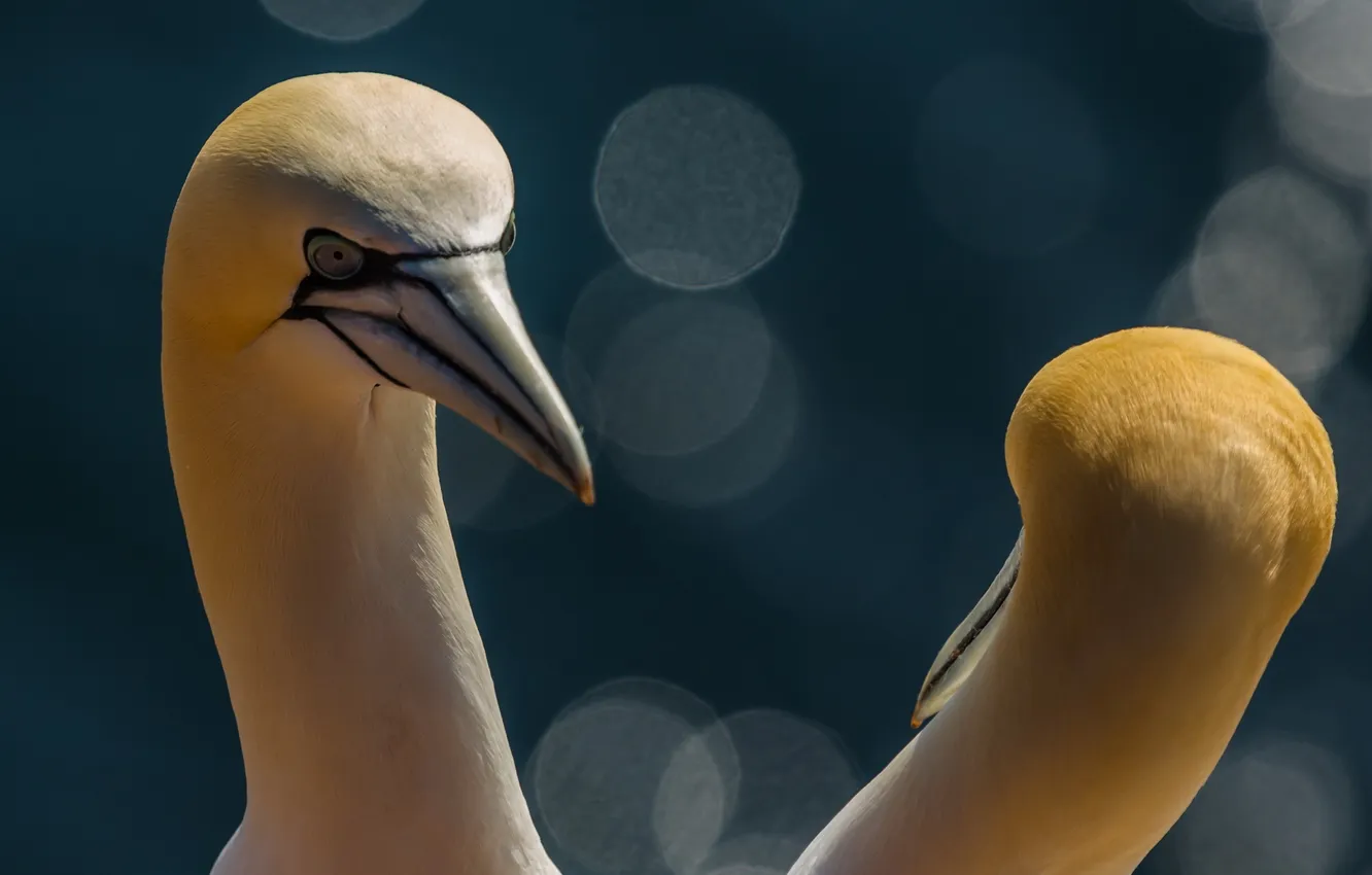 Photo wallpaper macro, background, bird