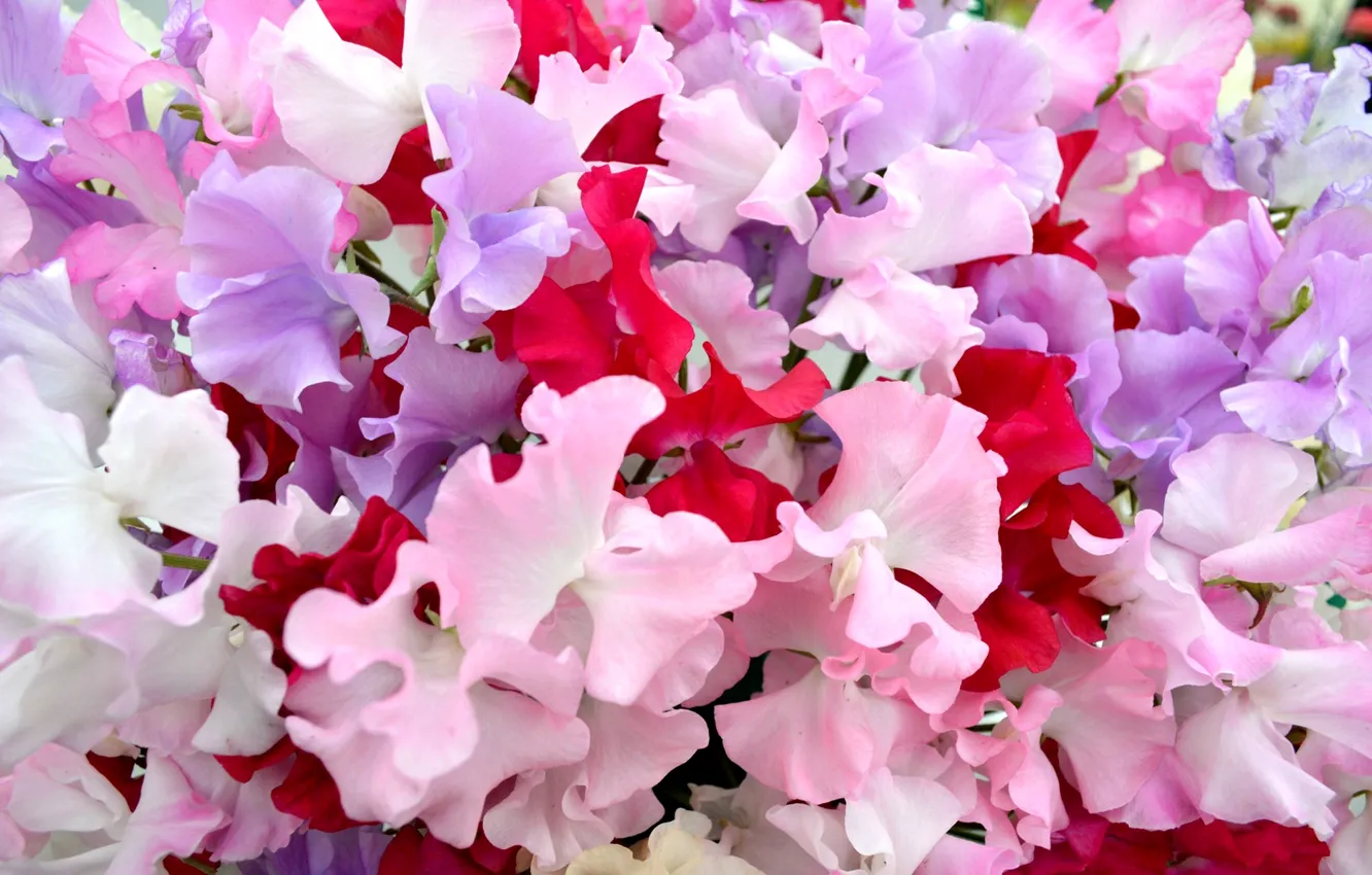 Photo wallpaper flowers, carpet, petals, garden, flowerbed