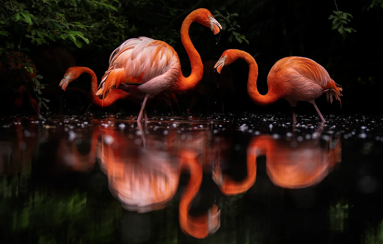 Photo wallpaper water, reflection, the dark background, bird, foliage, three, black background, trio