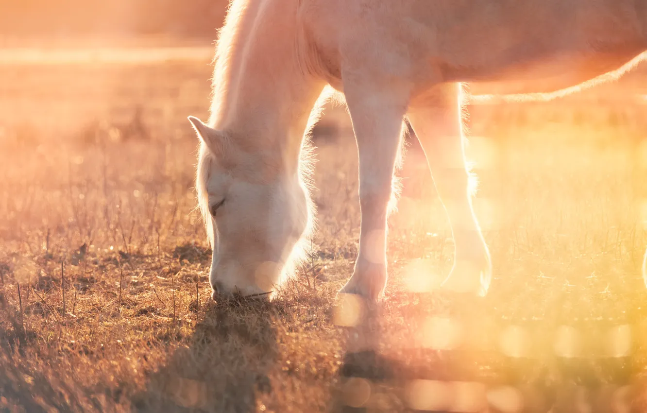 Photo wallpaper field, white, grass, face, light, nature, fog, horse