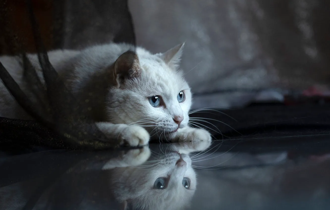 Photo wallpaper cat, white, cat, look, pose, fabric, lies, face