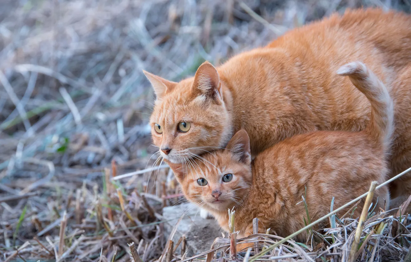 Photo wallpaper cat, kitty, red