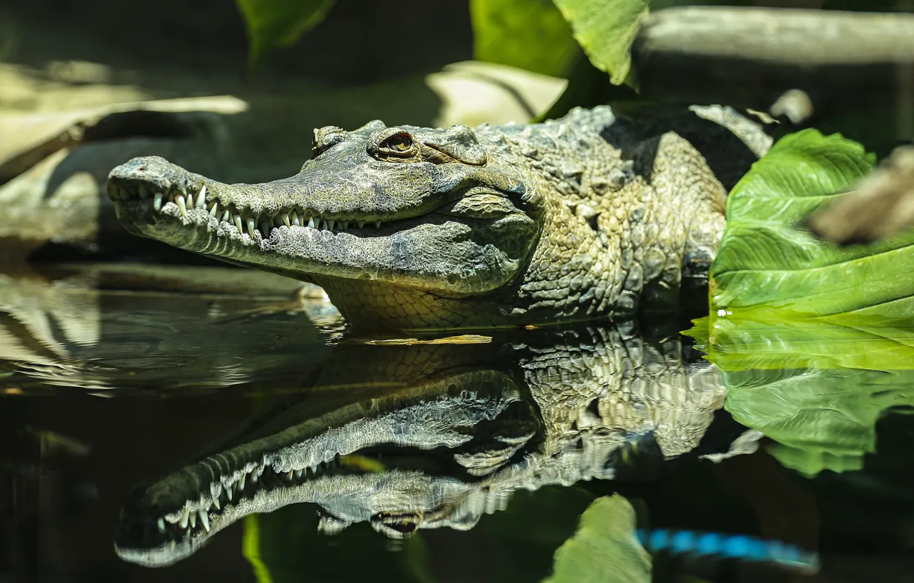 Photo wallpaper face, leaves, reflection, teeth, crocodile, pond, mirror, Caiman