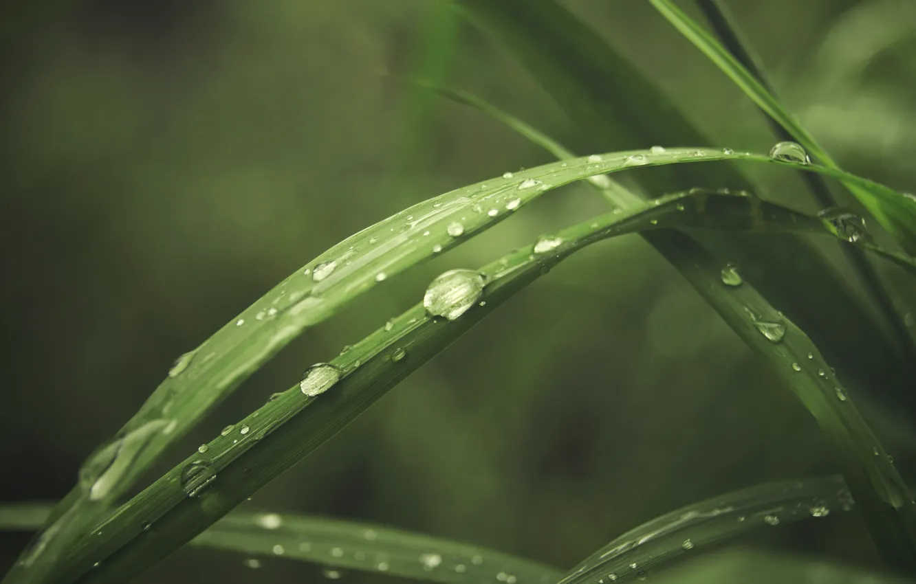 Photo wallpaper greens, grass, drops, macro, Rosa