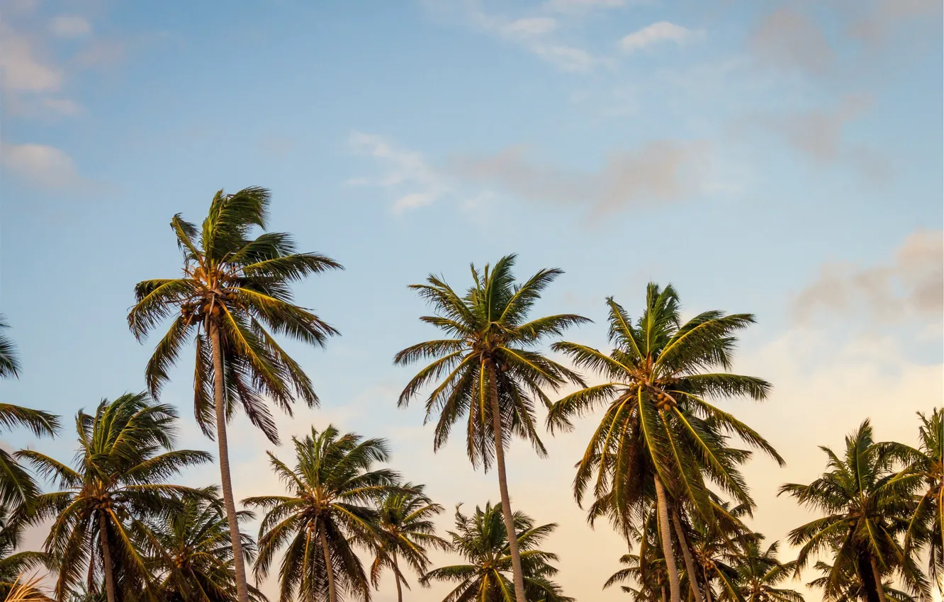 Photo wallpaper the sky, Palma, palm trees, tree, coconut