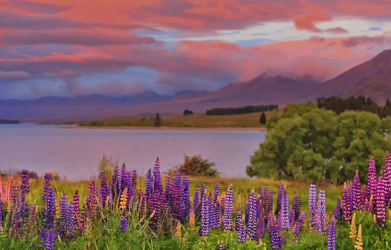 Photo wallpaper greens, forest, purple, summer, the sky, clouds, trees, sunset