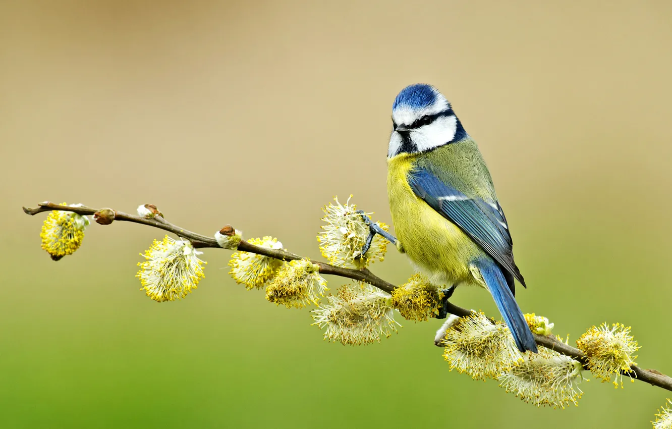 Photo wallpaper bird, branch, Verba, tit, blue tit