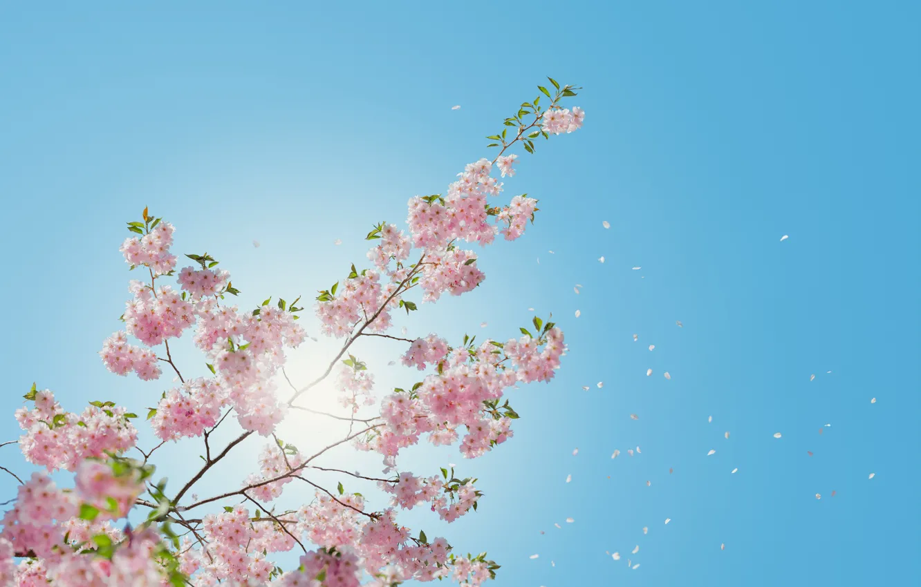 Photo wallpaper the sky, the sun, nature, Sakura