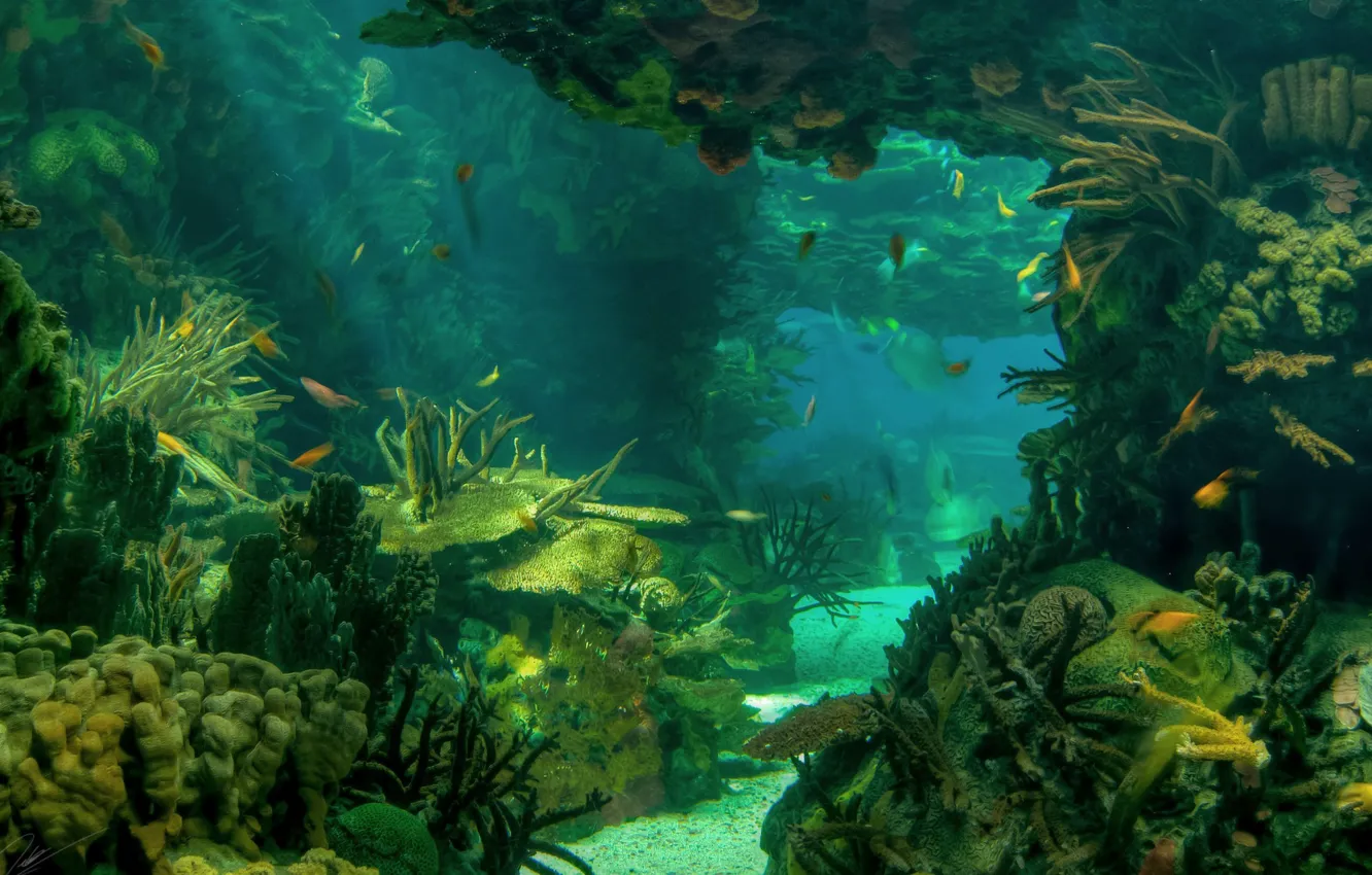 Photo wallpaper underwater, ocean, fish, seabed