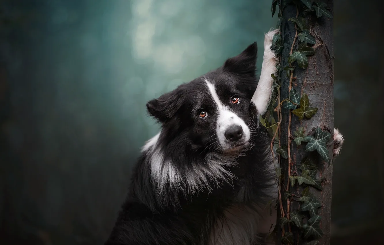 Photo wallpaper look, trees, nature, pose, portrait, dog, paws, face