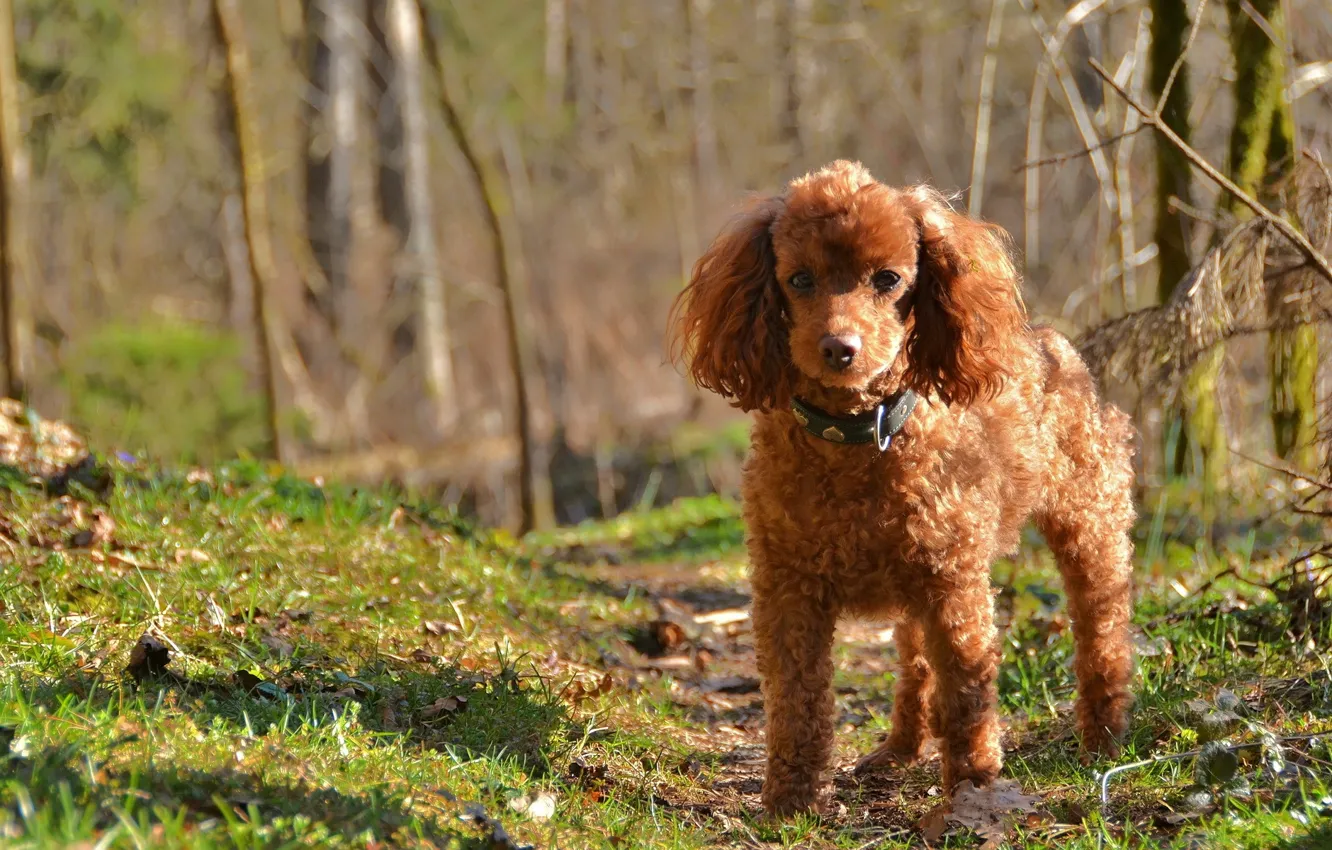 Photo wallpaper nature, dog, poodle