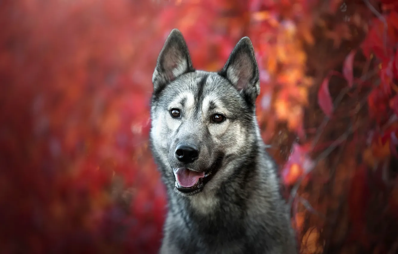 Photo wallpaper autumn, language, look, face, leaves, background, wolf, portrait