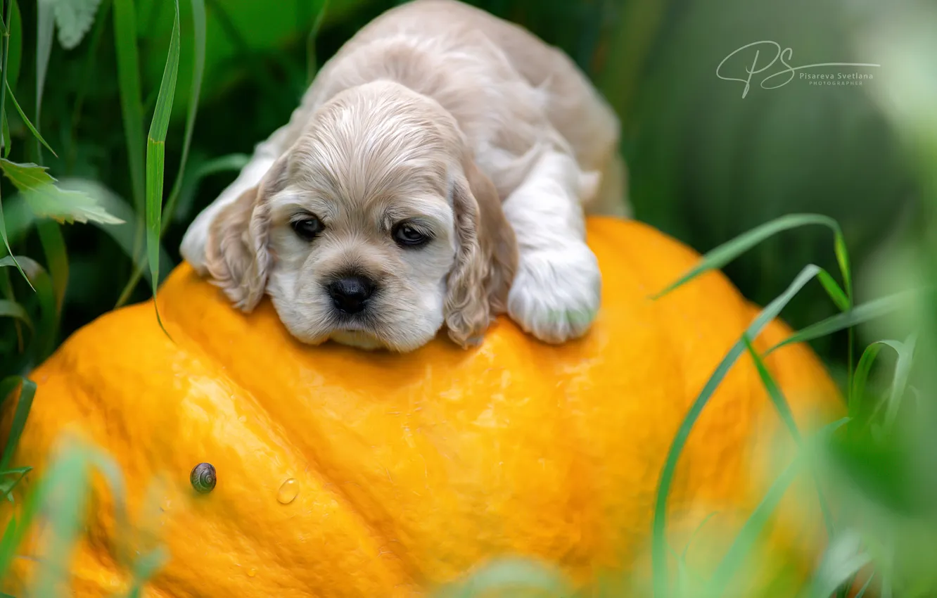 Photo wallpaper dog, baby, puppy, pumpkin, face, Svetlana Pisareva