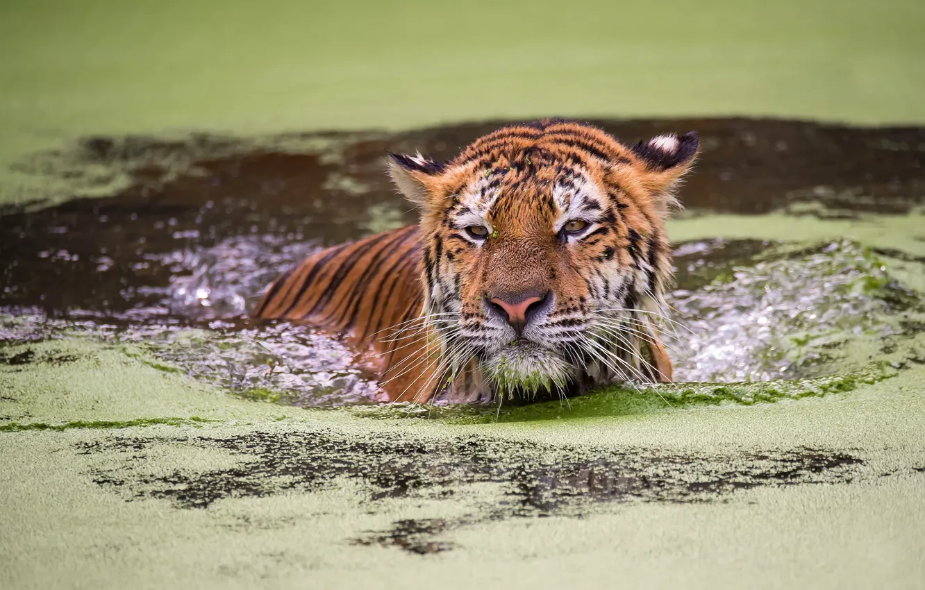 Photo wallpaper look, face, water, tiger, bathing, pond, duckweed