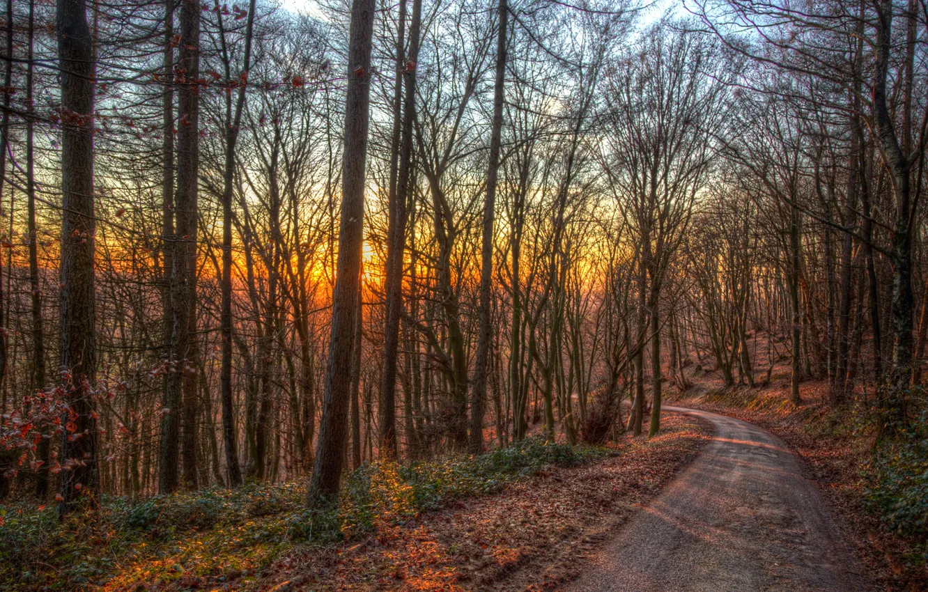 Photo wallpaper road, autumn, forest, the sun, trees, sunset, treatment, Germany