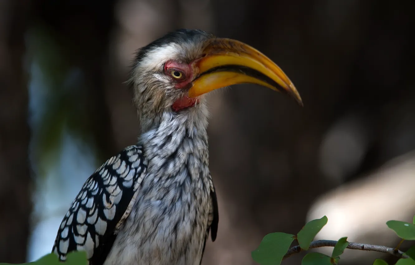 Photo wallpaper nature, bird, Yellow-billed Hornbill