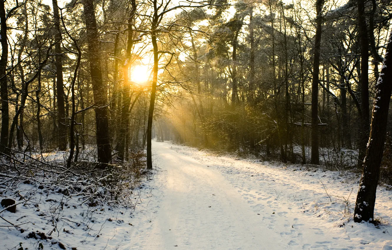 Photo wallpaper snow, trees, winter, snow, sun, winter day, sunlight
