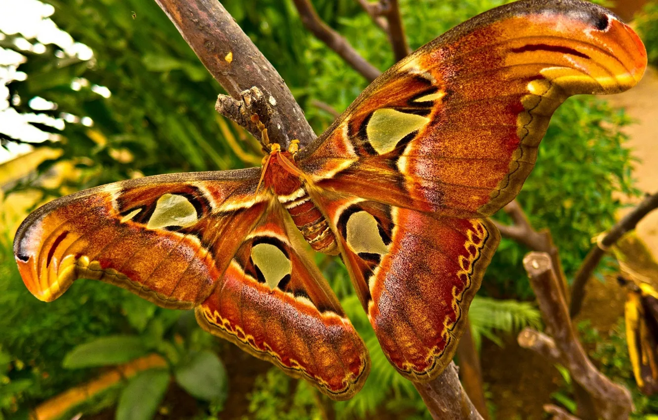 Photo wallpaper macro, butterfly, wings