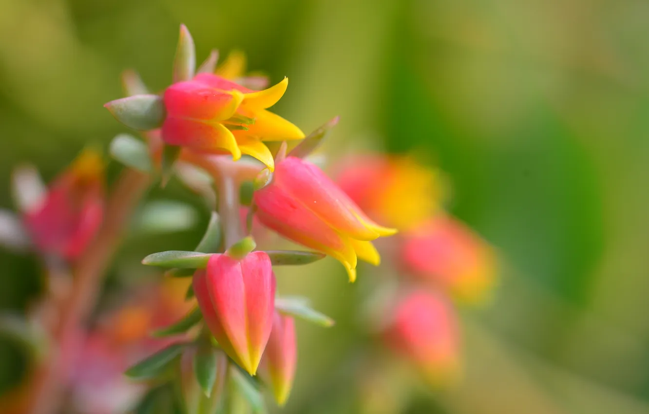 Photo wallpaper leaves, flowers, nature, plant, petals