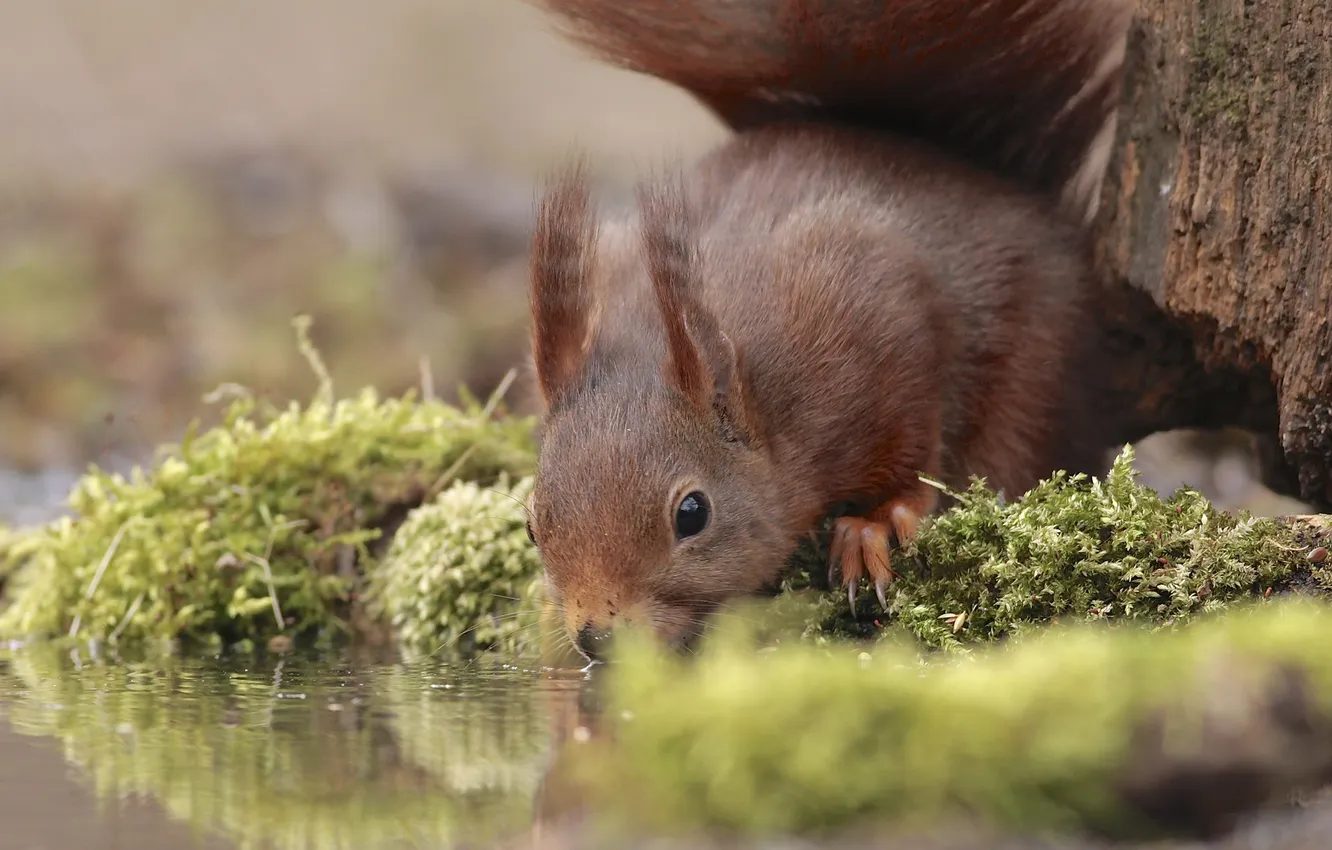 Photo wallpaper water, trees, moss, protein, drink