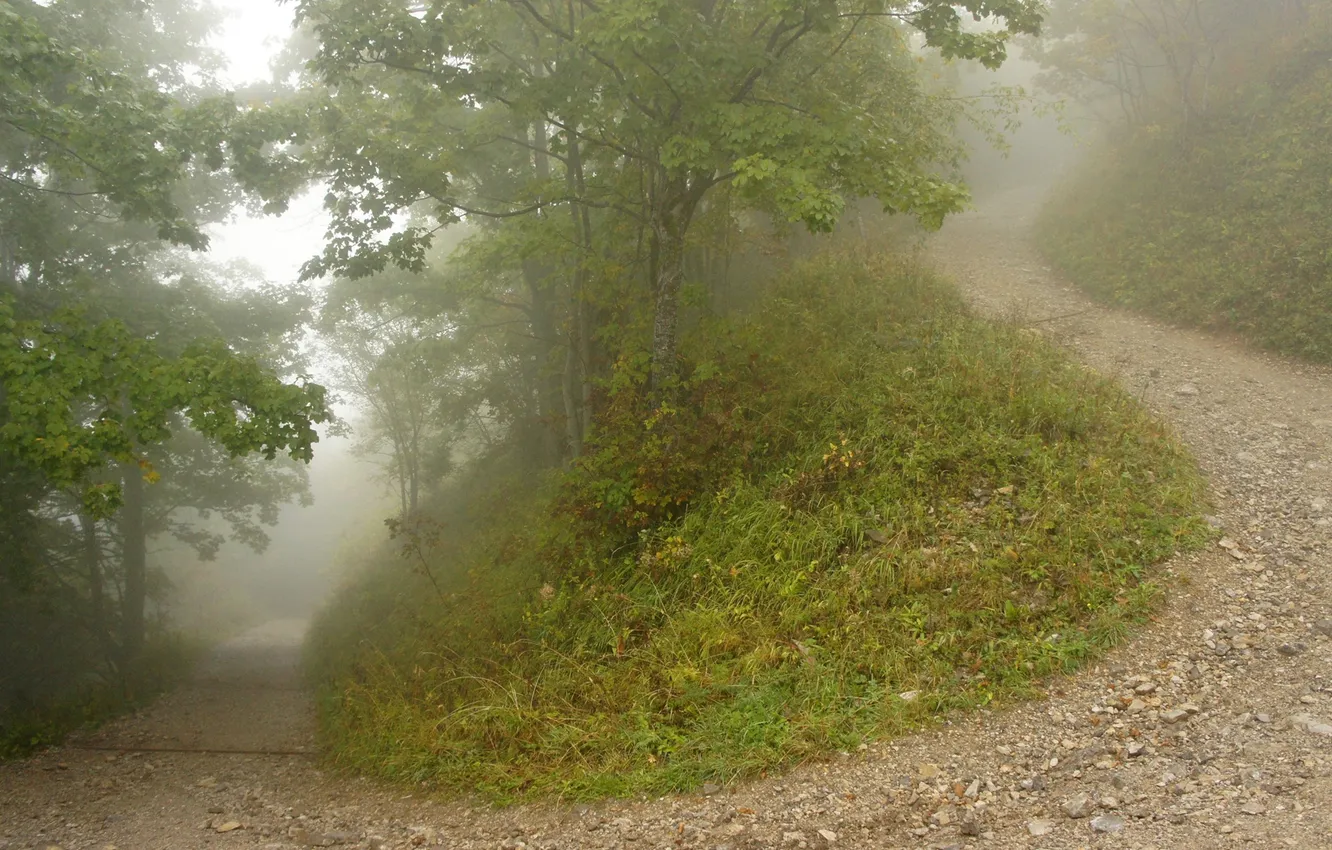 Photo wallpaper road, forest, fog, hills, trail, morning