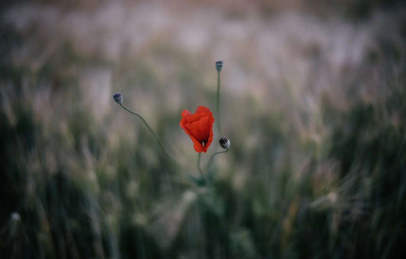 Photo wallpaper flowers, red, Mac, petals