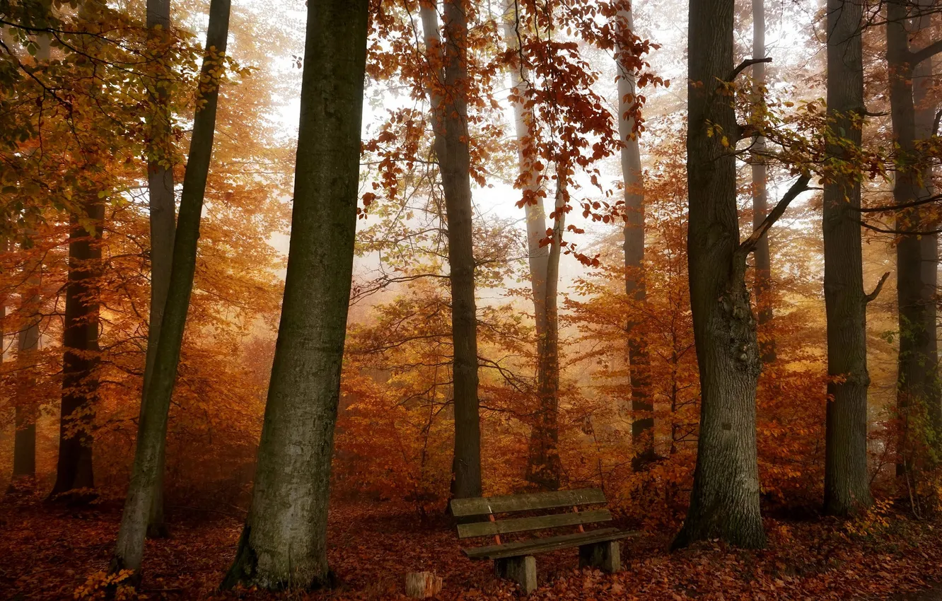 Photo wallpaper autumn, forest, bench