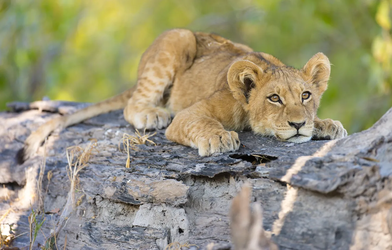 Photo wallpaper trees, nature, animal, predator, Leo, cub, lion
