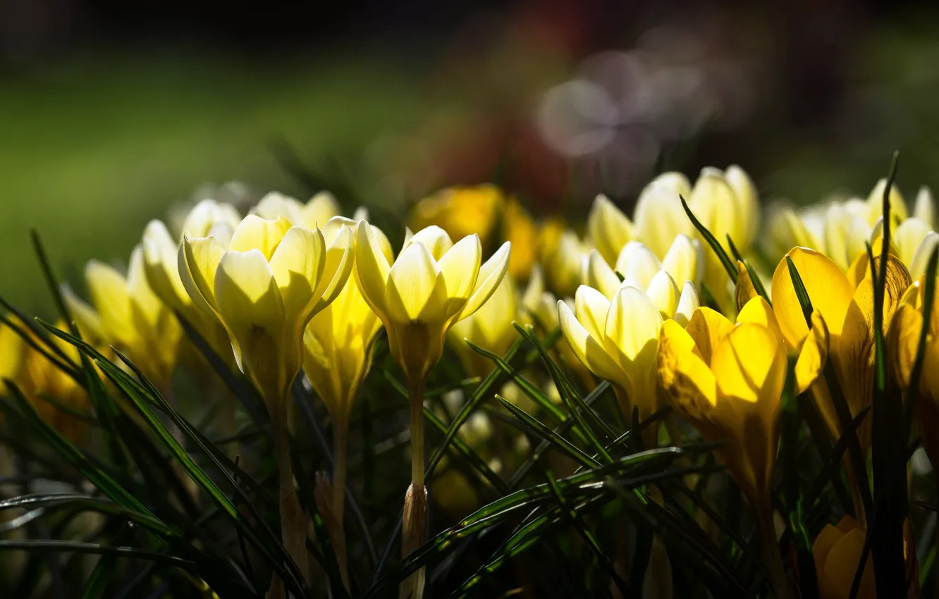 Photo wallpaper light, flowers, glare, yellow, crocuses, spring