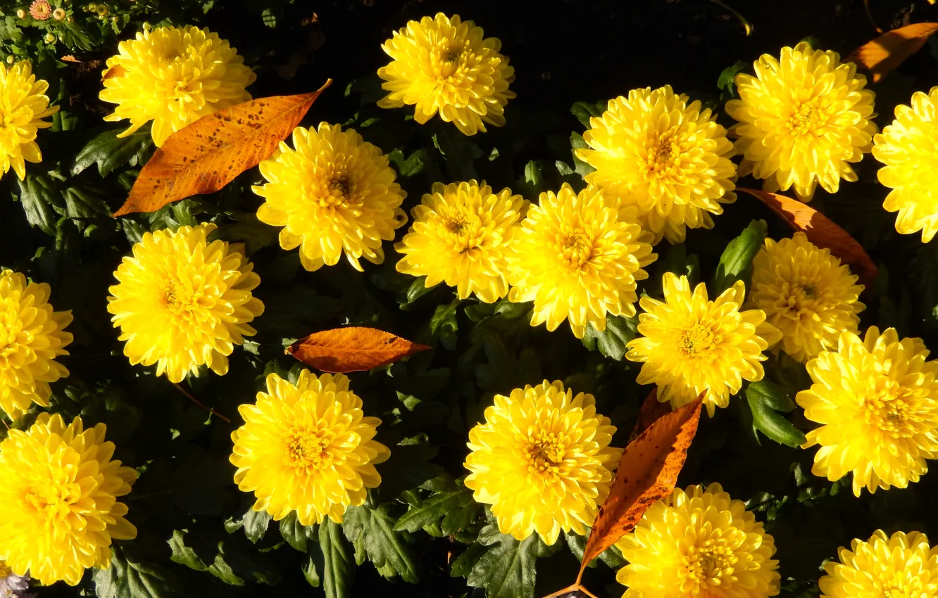 Photo wallpaper grass, flowers, yellow, widescreen, Wallpaper, wallpaper, widescreen, background