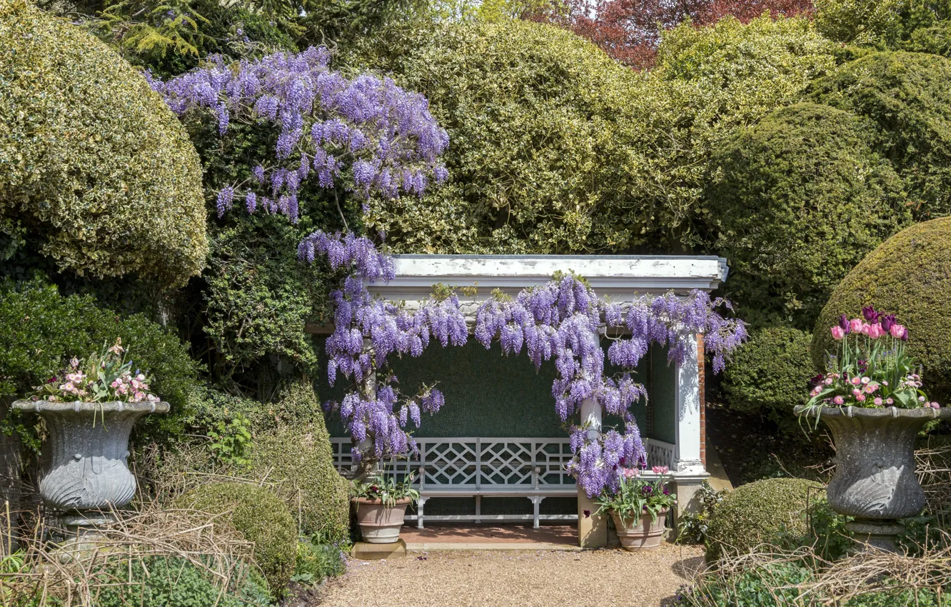 Photo wallpaper Park, photo, Tulip, England, Wisteria, Ascott House gardens