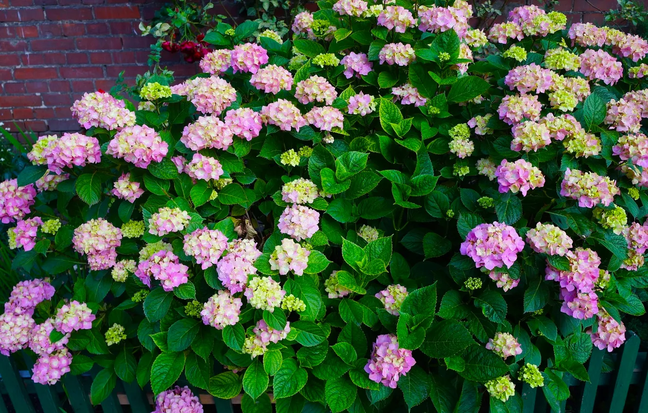 Photo wallpaper flower, garden, blooming