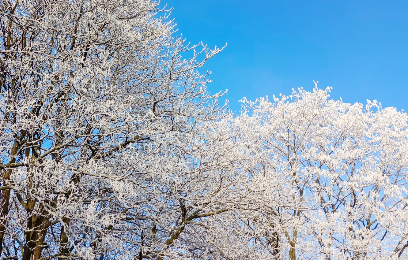Photo wallpaper white, sky, winter, snow, tree, cold, frost, twig